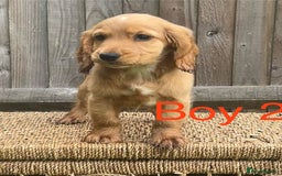 Cocker Spaniel dogs for sale: Cocker spaniel puppies  - Image 7