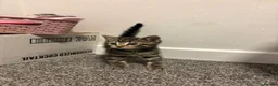 Mixed Breed cats for sale: Gorgeous BSH×TABBY BENGAL Kittens - Advert 5