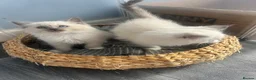 Ragdoll cats for sale: Ready to leave reduced price  - Advert 8