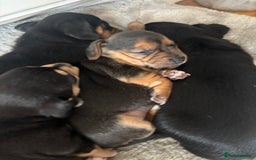 Mixed Breed dogs for sale: Jug and miniature dachshund mix pups - Image 5