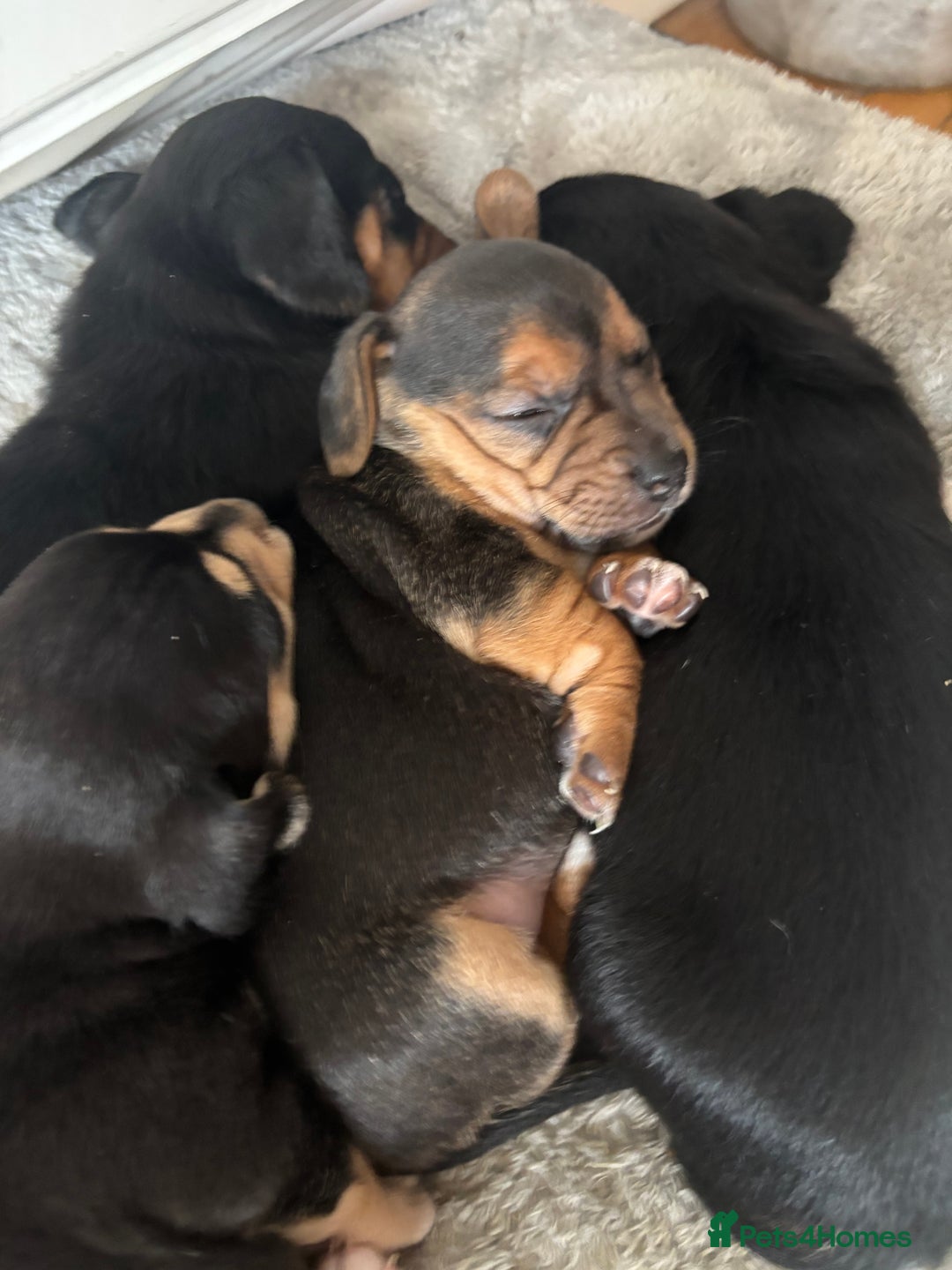 Mixed Breed dogs for sale: Jug and miniature dachshund mix pups - Image 5