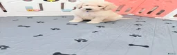 Standard Poodle dogs for sale: 🥇 White KC Standard Poodle Puppies – Ready Now ✨ - Advert 7