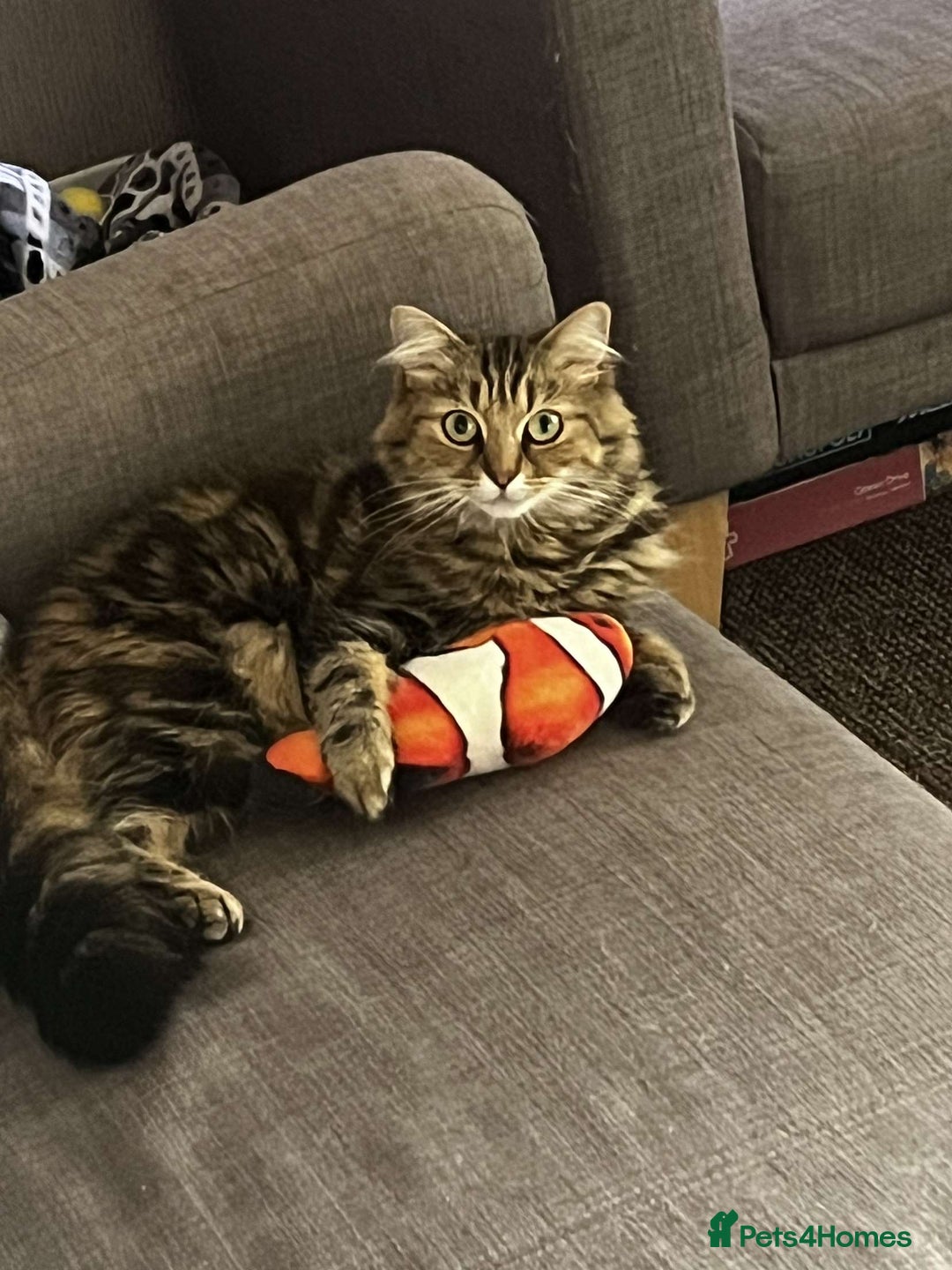 British Longhair cats for sale: Beautiful Rescue Cat Needs A Forever Home - Advert 7