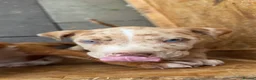 Staffordshire Bull Terrier dogs for sale: 3 beautiful Staffordshire bull terrier puppies - Advert 10