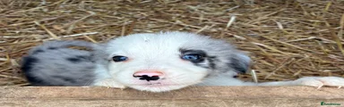 Border Collie 2