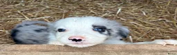 Border Collie dogs for sale: Blue merl border collies  - Advert 12