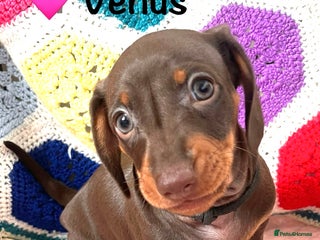 Miniature Dachshund dogs 2 GORGEOUS MINI DACHSHUND GIRLS! - Advert 5