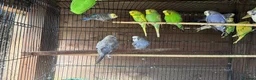 Budgerigars birds for sale: Budgies for sale  - Advert 3