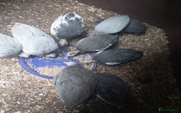 Guinea Fowl poultry for sale: Guinea fowl keets  - Image 2
