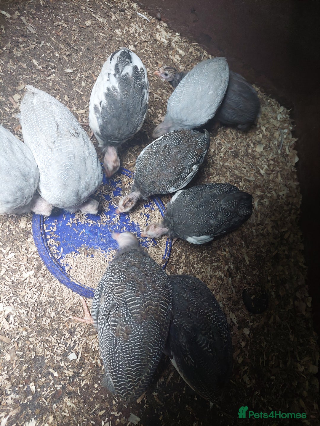 Guinea Fowl poultry for sale: Guinea fowl keets  - Image 2