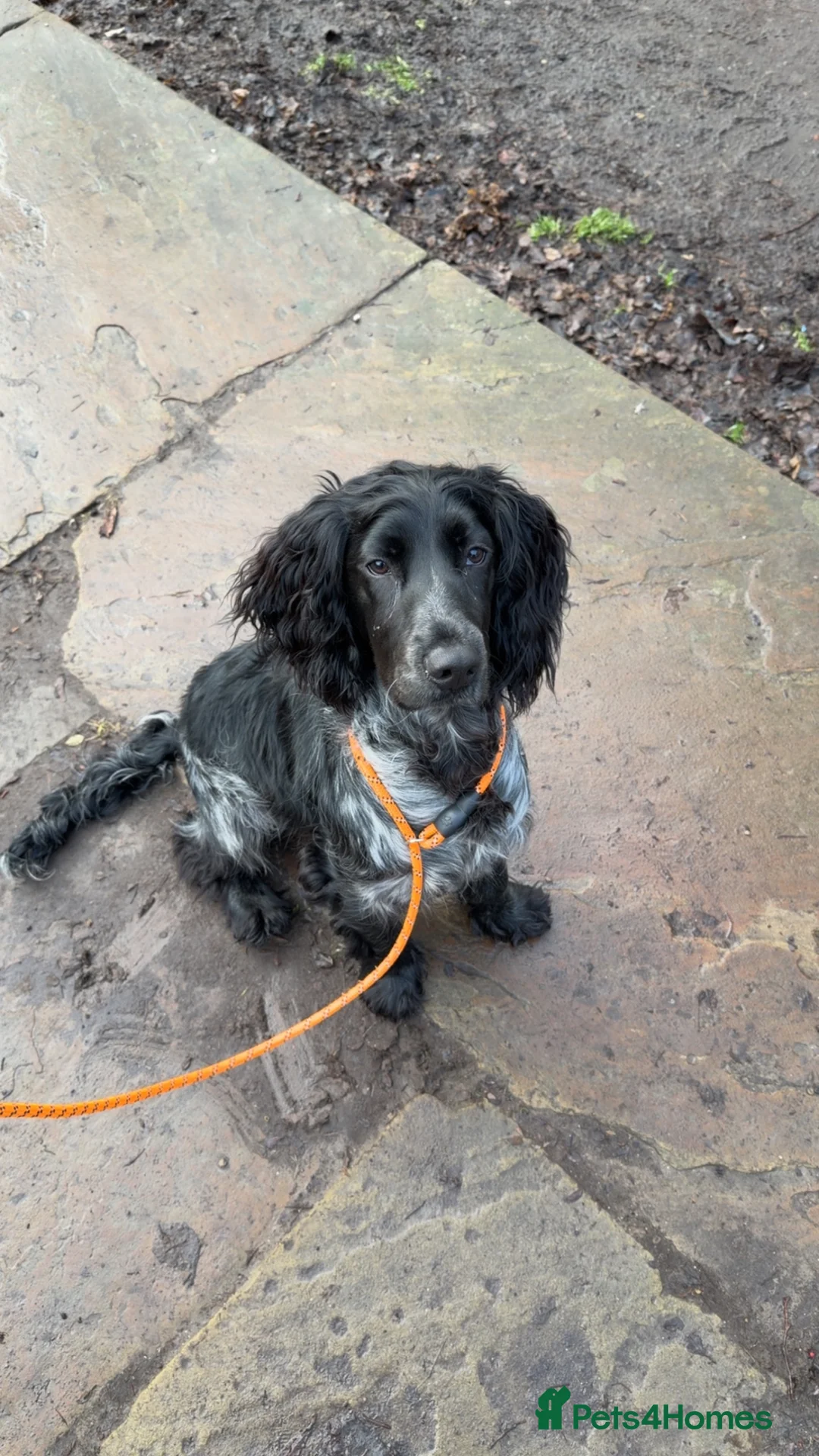 Cocker Spaniel dogs for sale: 10 month old cockers spaniel boy in Stockton-on-Tees - Advert 5