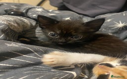 British Shorthair cats for sale: 4 little sweethearts - Image 4