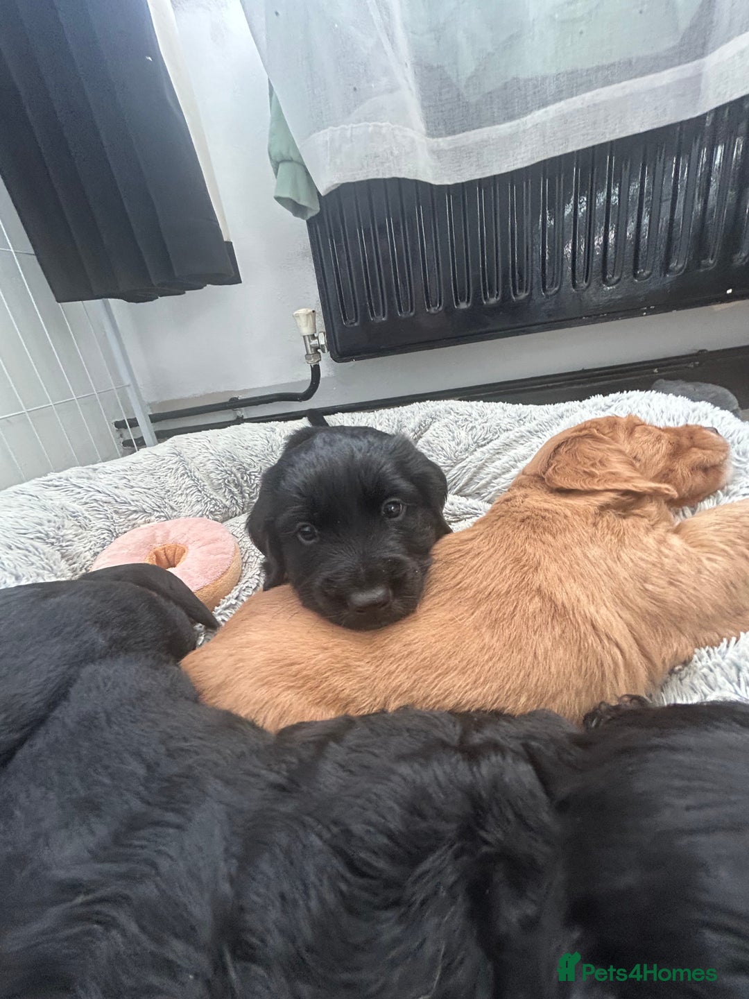 Mixed Breed dogs for sale: KC COCKER X MINI COLLIE PUPS  - Advert 9