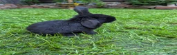 French Lop rabbits for sale: 5 lops available  - Advert 4