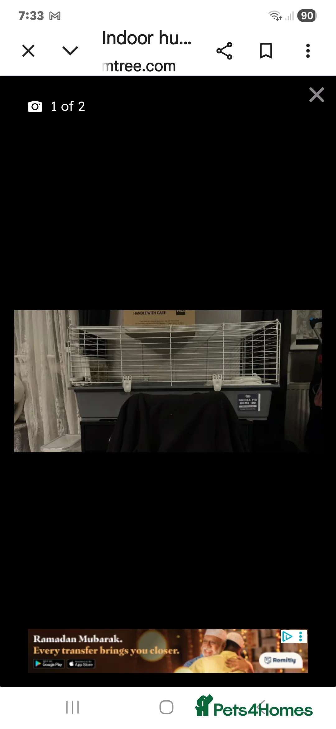 Guinea Pig rodents for sale: BOTH MALES DWARF RABBIT & TOO PIGS - Advert 1