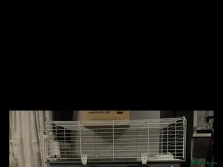 Guinea Pig rodents BOTH MALES DWARF RABBIT & TOO PIGS - Advert 18