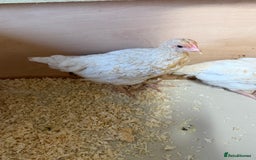 Chickens poultry for sale: For sale pullet hybrids  - Image 4