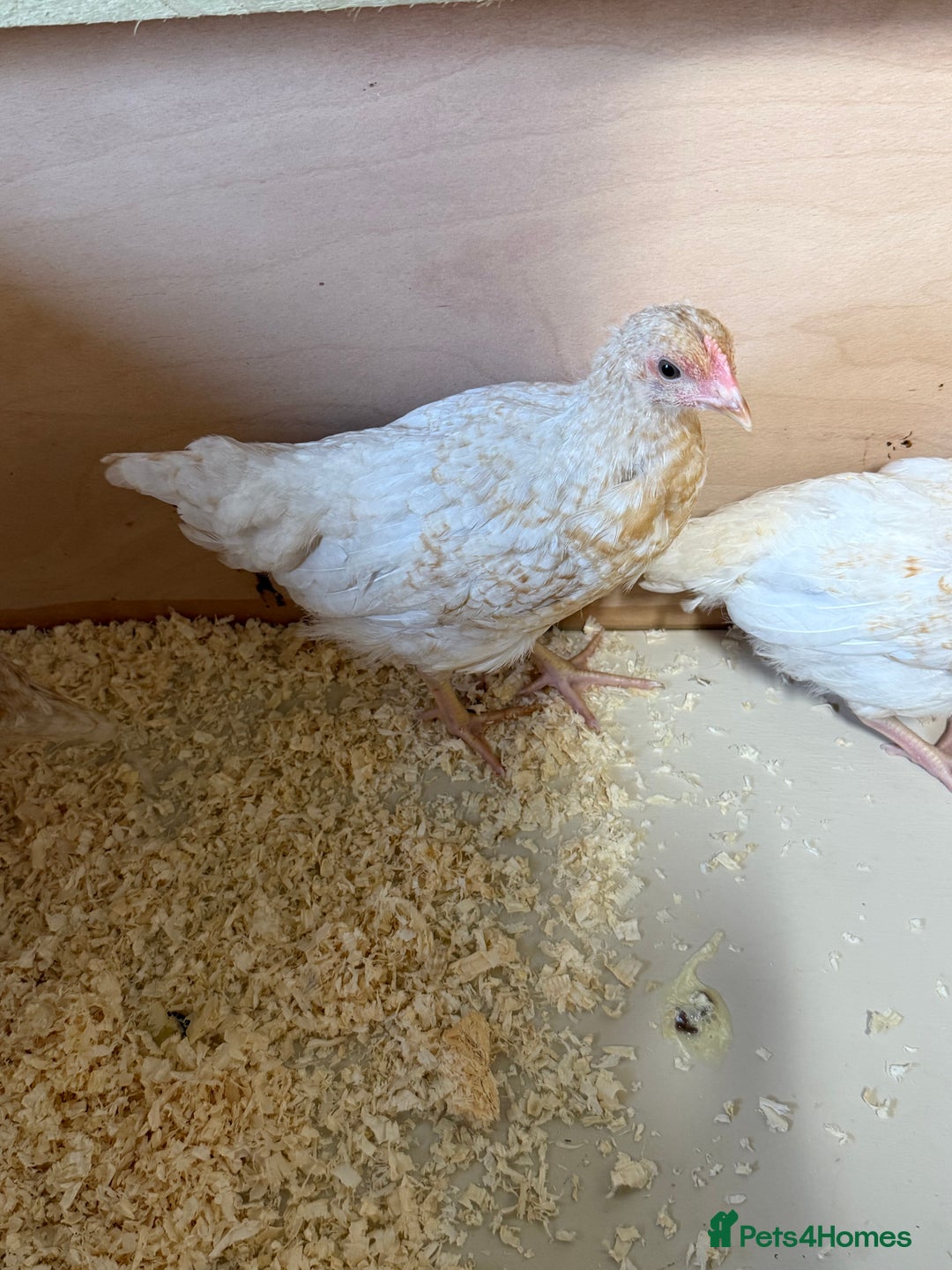 Chickens poultry for sale: For sale pullet hybrids  - Image 4