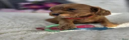 Cockapoo dogs for sale: Gorgeous cockapoo pups - Advert 3