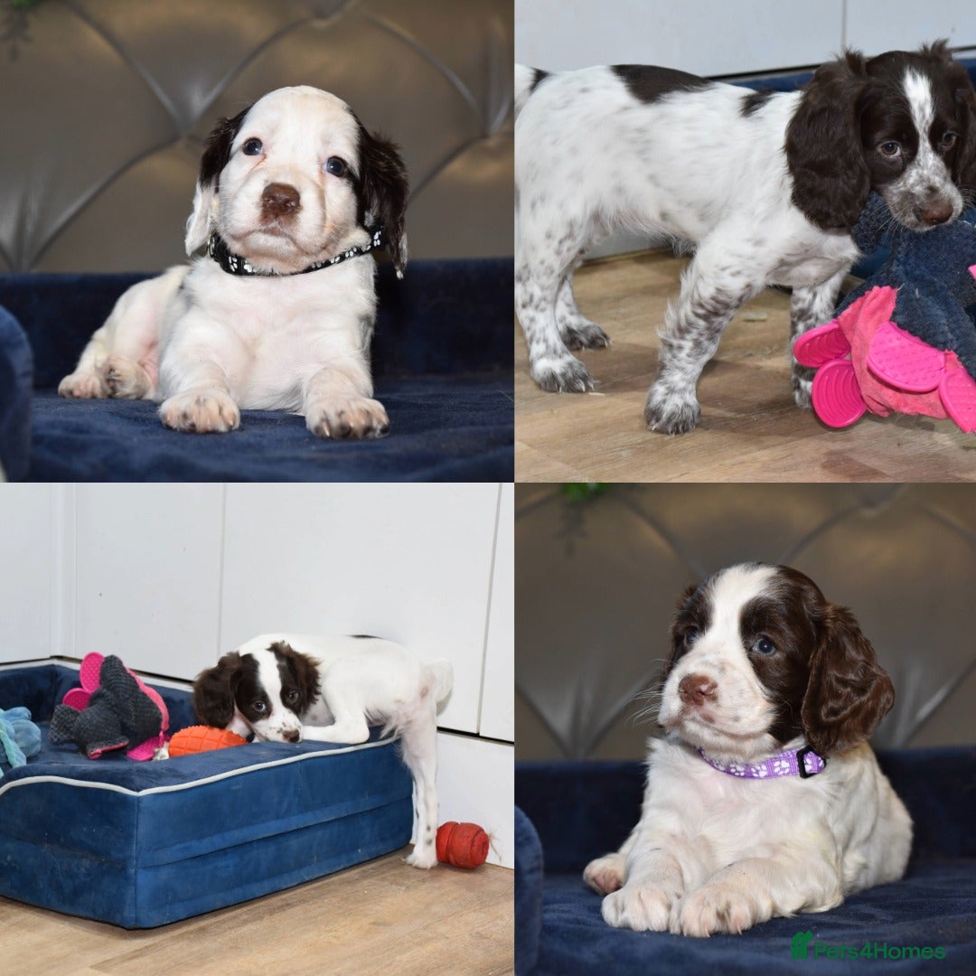 Cocker Spaniel dogs Ready Now Kc Reg Health Tested - Advert 18