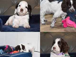 Cocker Spaniel dogs Ready Now Kc Reg Health Tested - Advert 18