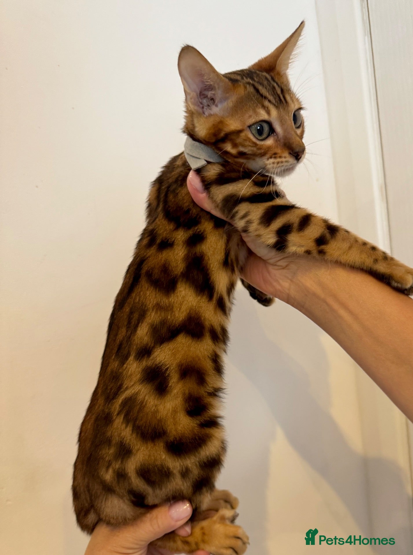 Bengal cats Beautiful Purebred Bengal Kittens – Ready Now! - Advert 1