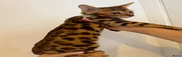 Bengal cats for sale: Beautiful Purebred Bengal Kittens – Ready Now! - Advert 1