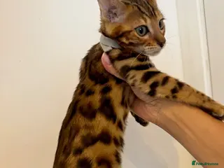 Bengal cats Beautiful Purebred Bengal Kittens – Ready Now! - Advert 1