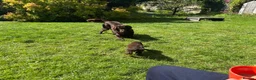 Flat coated Retriever dogs for sale: Gorgeous liver and black Flatcoat Retrievers - Advert 16