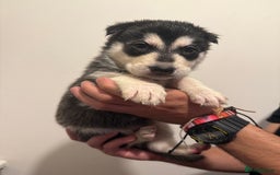 Siberian Husky dogs for sale: 6 hand reared husky babies  - Image 9