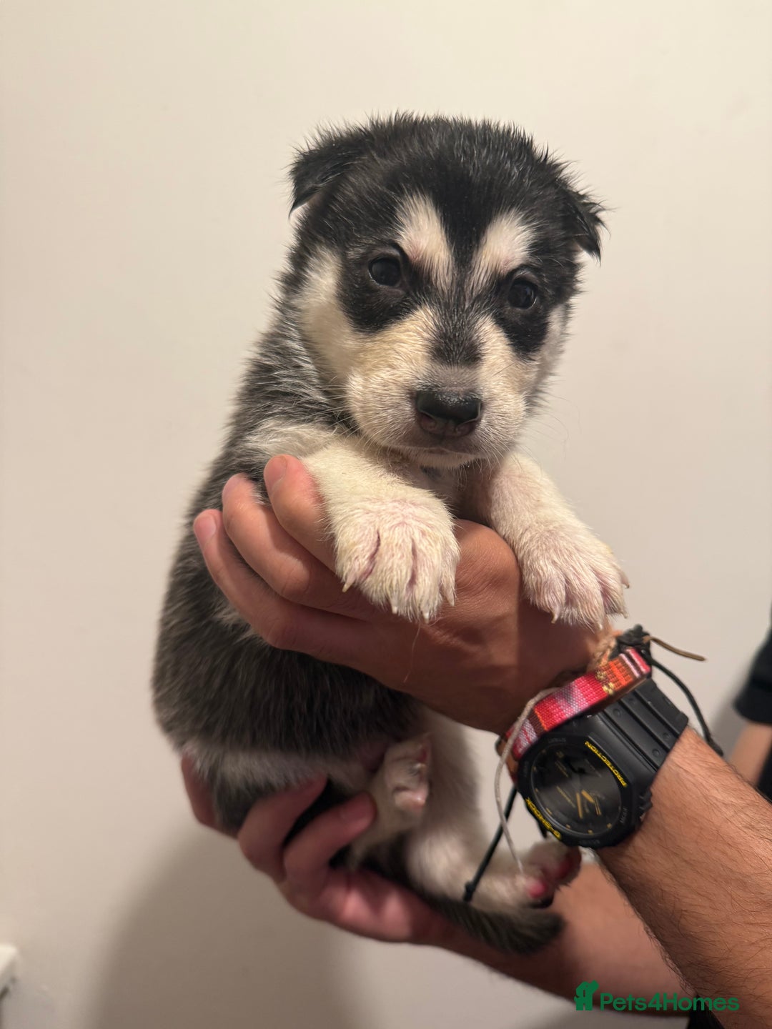 Siberian Husky dogs for sale: 6 hand reared husky babies  - Image 9