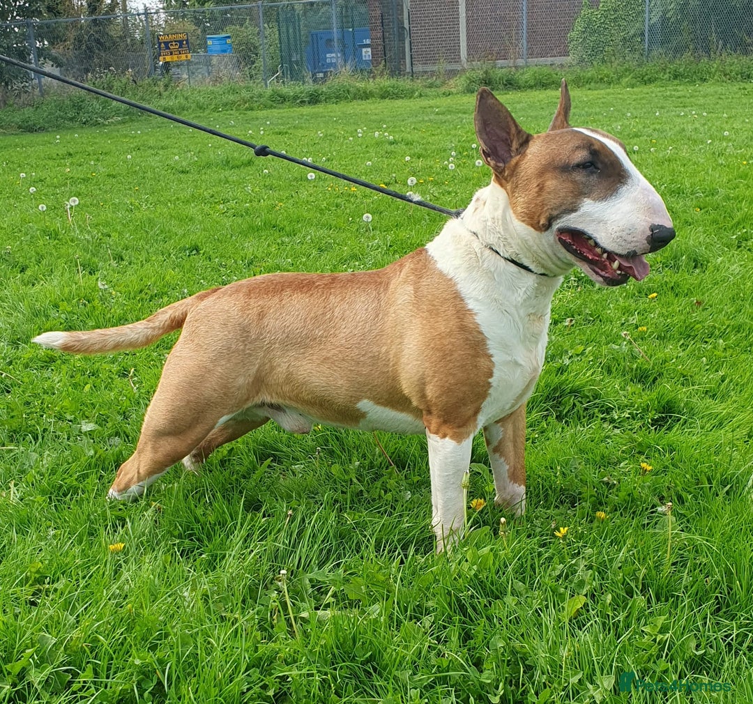 English Bull Terrier dogs for sale: Exceptional english bull terrier puppies  - Image 11