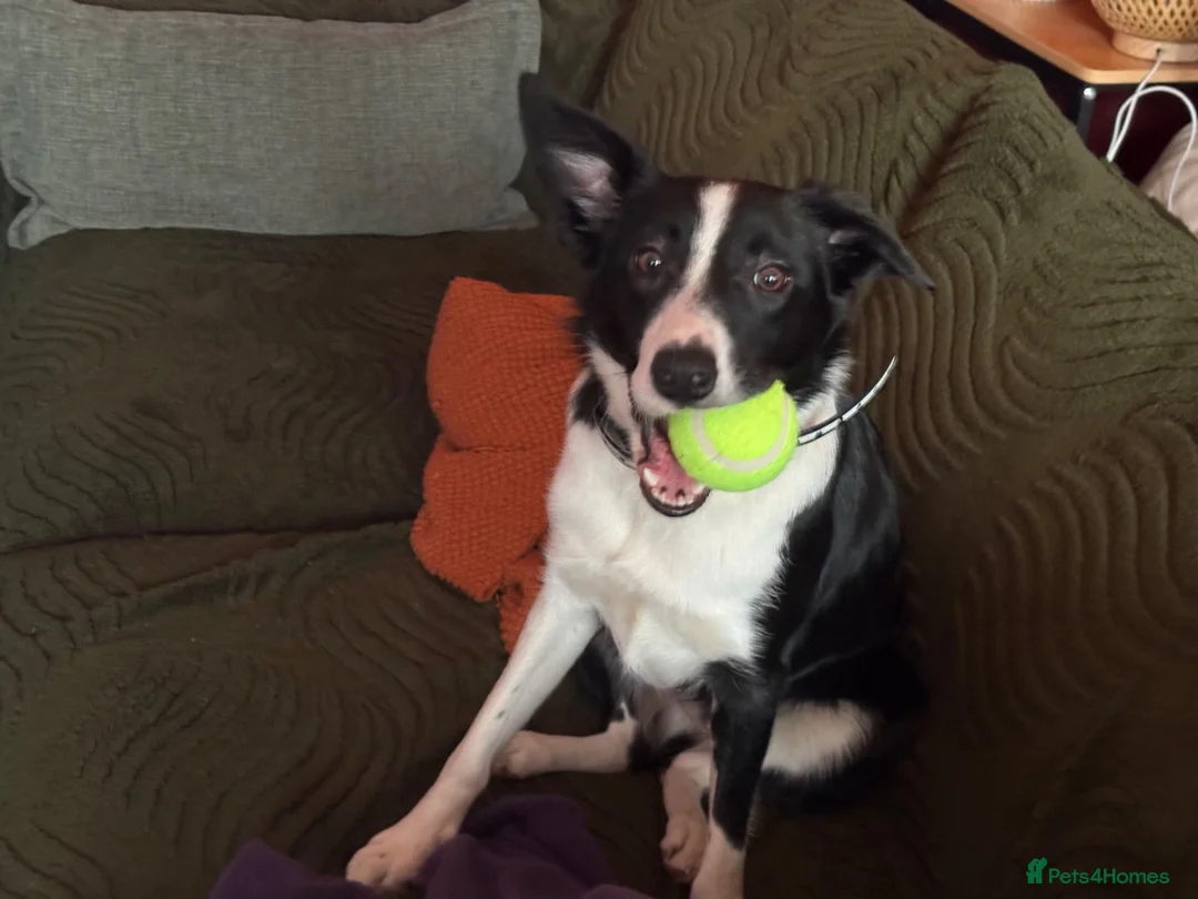 Border Collie dogs for sale: Daisy in Glasgow - Advert 6