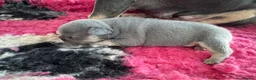 French Bulldog dogs for sale: HEALTH TESTED QUALITY FRENCH BULLDOG PUPPIES in Wallsend - Advert 20