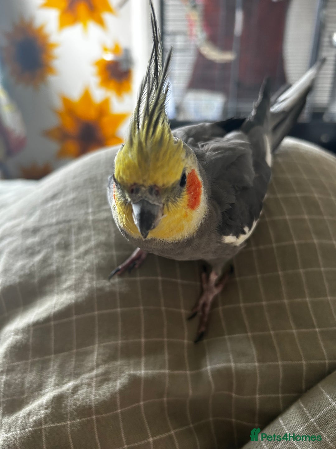 Cockatiels birds for sale: Looking for new home !  - Image 2
