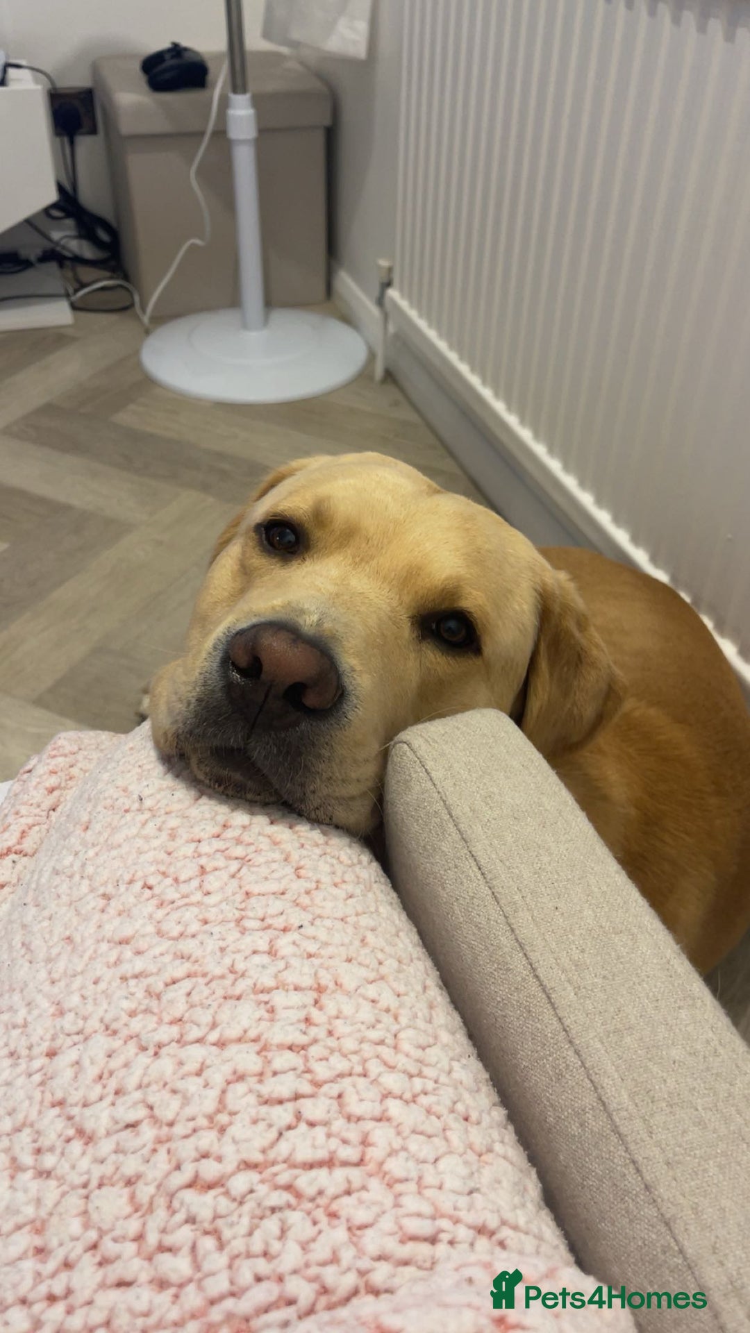 Labrador Retriever dogs for sale: Labrador for sale - Advert 6