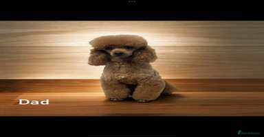 Cockapoo dogs - Advert 1