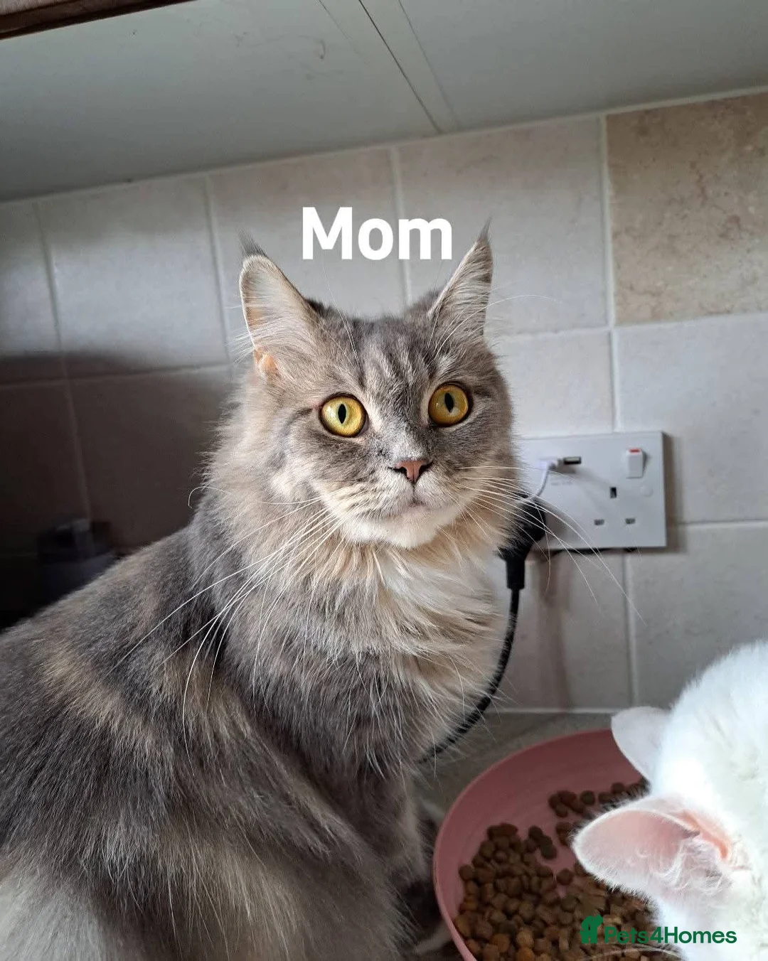 Mixed Breed cats for sale: Beautiful maine coon mix kittens available 💜 - Advert 8