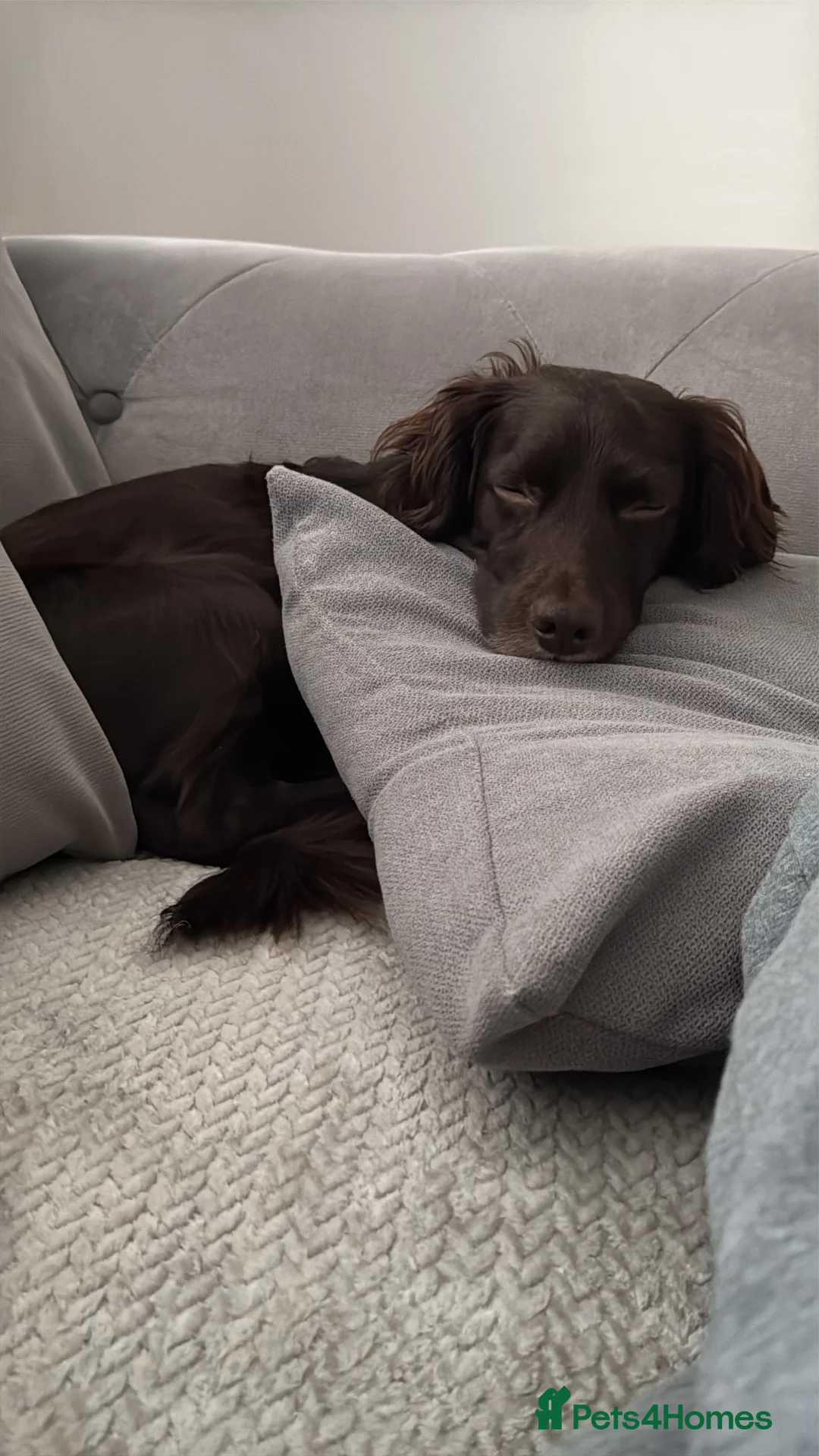 Cocker Spaniel dogs for sale: Woody - cocker spaniel boy  - Advert 1