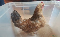 Chickens poultry for sale: Silkied Serama+Frizzled Pekin/Bantam roos & hens  - Image 8
