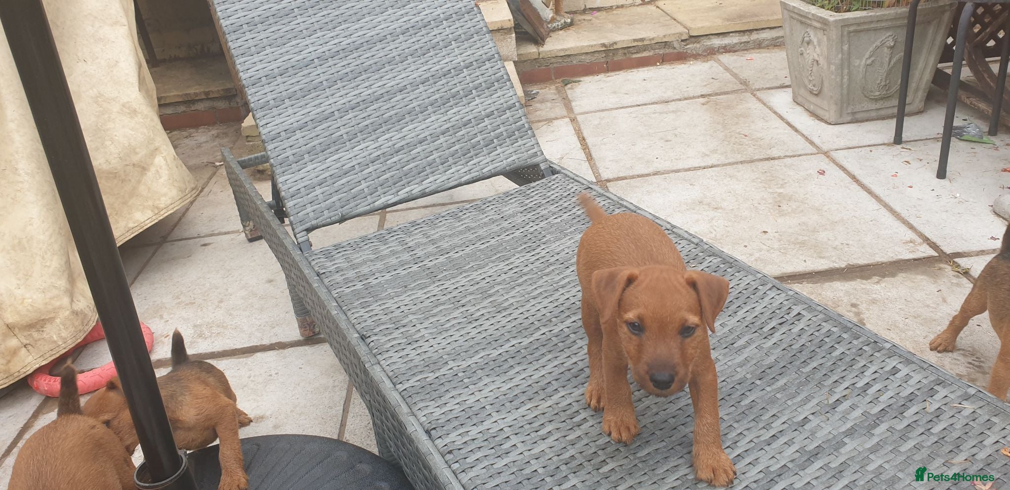 Lakeland Terrier dogs Lakeland type pups  - Advert 2