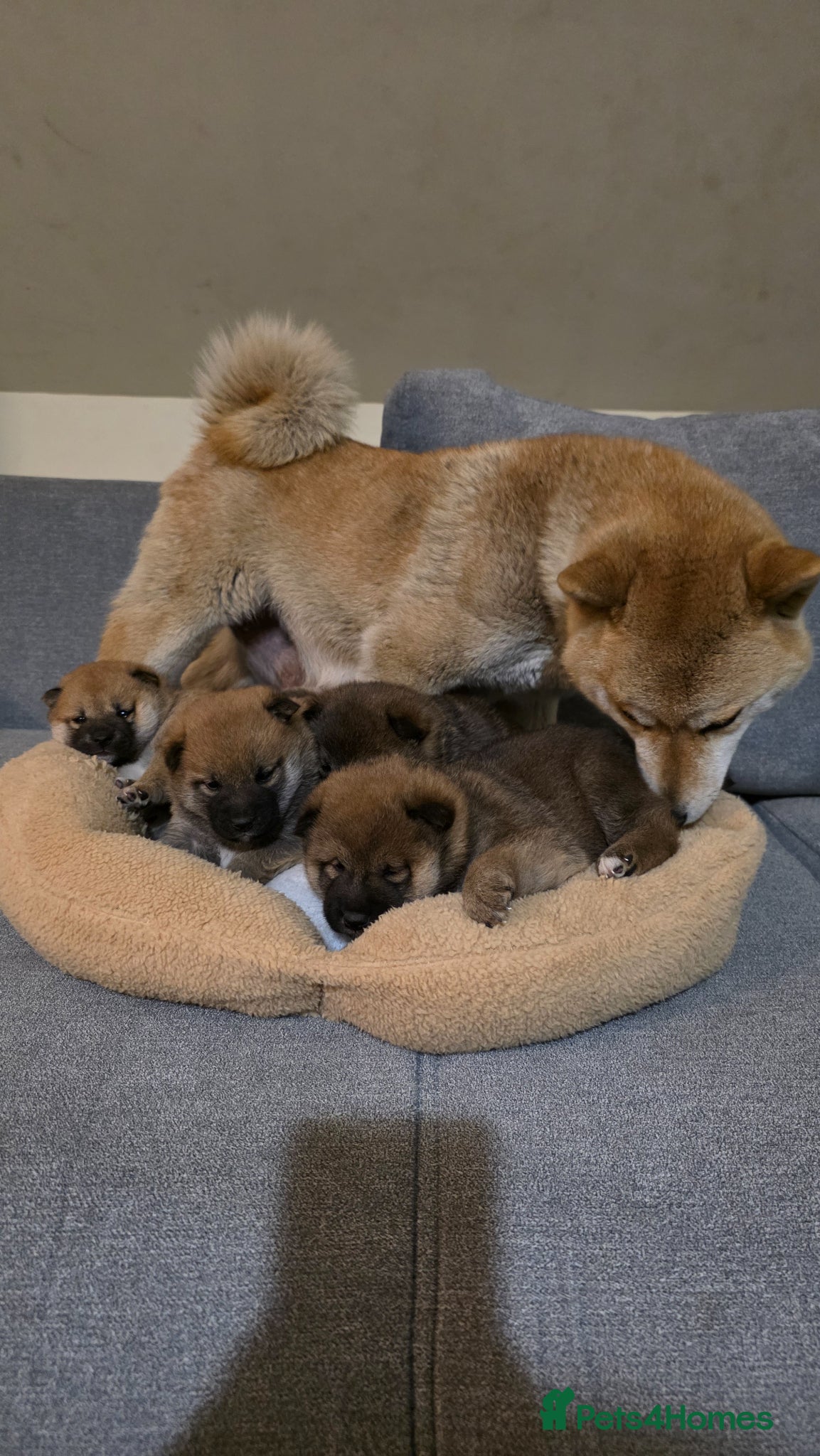 Japanese Shiba Inu dogs Shiba Inu  - Advert 1