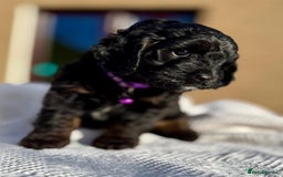 Cockapoo dogs for sale: Cockapoo Female Puppy - Ready to leave in 1 week - Image 1