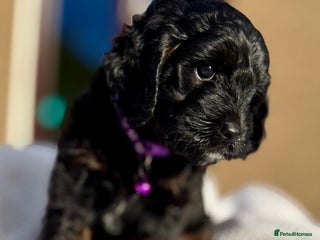 Cockapoo dogs - Advert 5