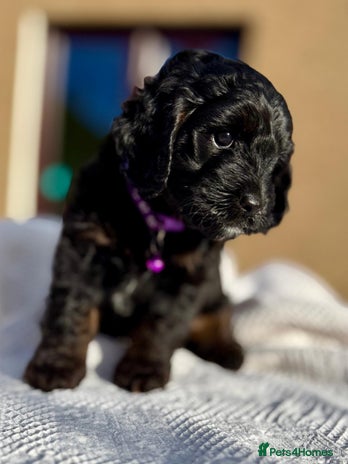Cockapoo dogs - Advert 5