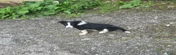 Border Collie dogs for sale: 5 Male Gorgeous Border Collie Pups - Advert 14