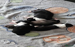Sprollie dogs for sale: Puppies from Border Collie  - Image 1