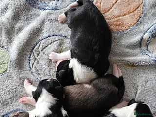 Sprollie dogs - Advert 5