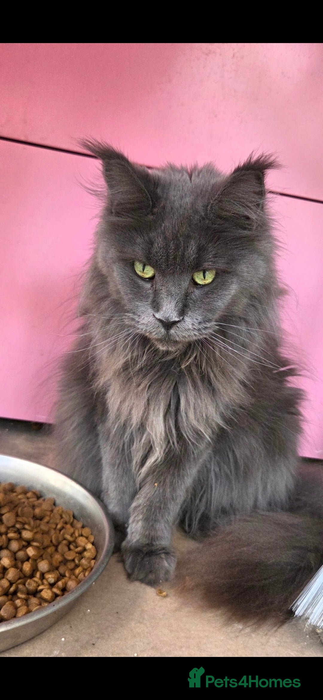 Maine Coon cats Gccf Beautiful  blue Maine Coon  - Advert 1