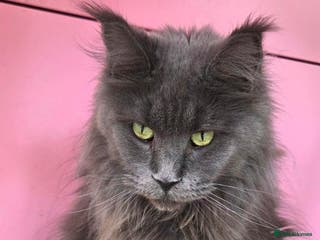 Maine Coon cats Gccf Beautiful blue Maine Coon - Advert 12